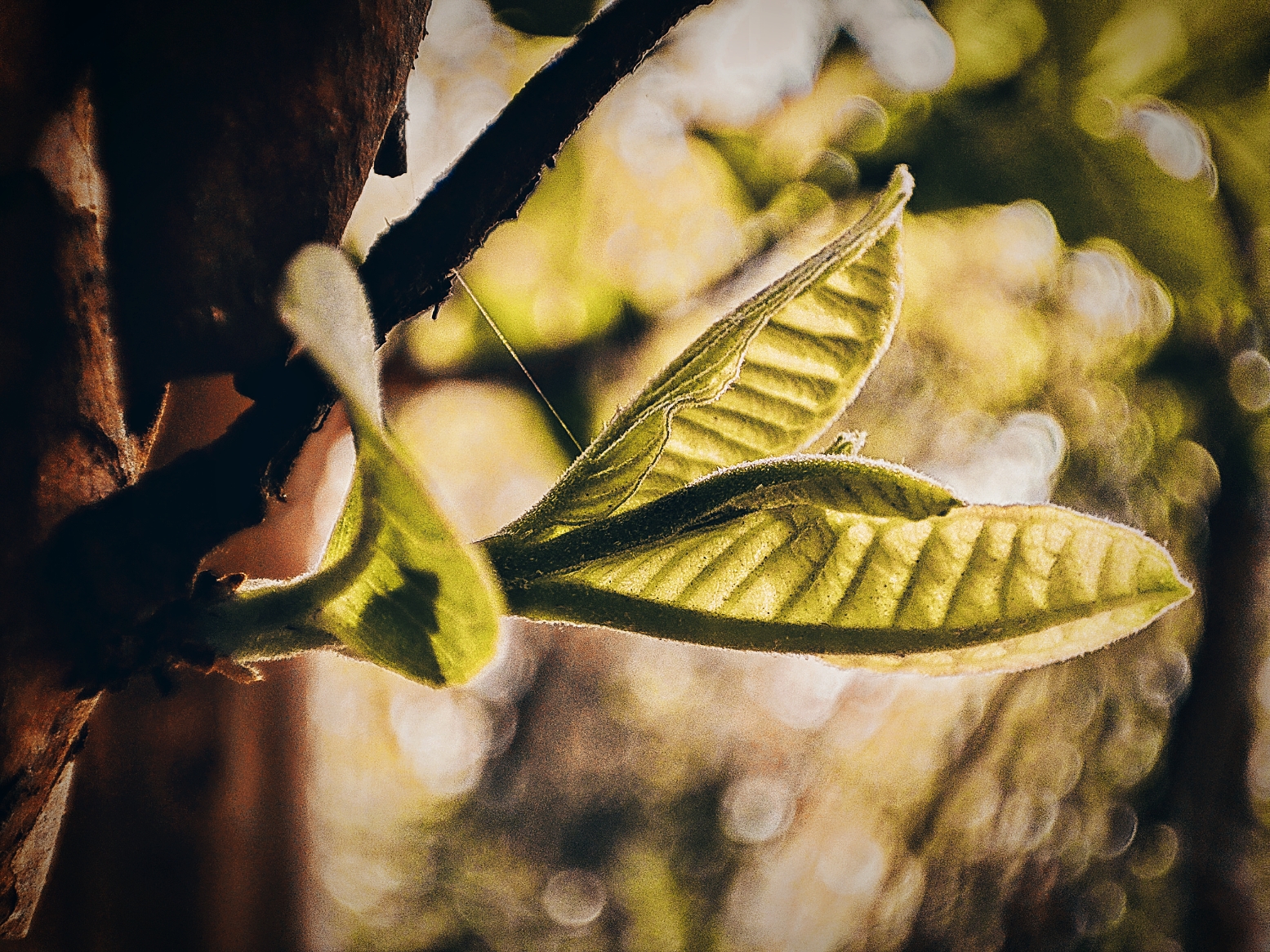 new born leaf
